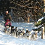 dogsled