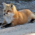 fox